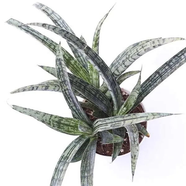 Sansevieria_Silver_Steel,_Snake_Plant